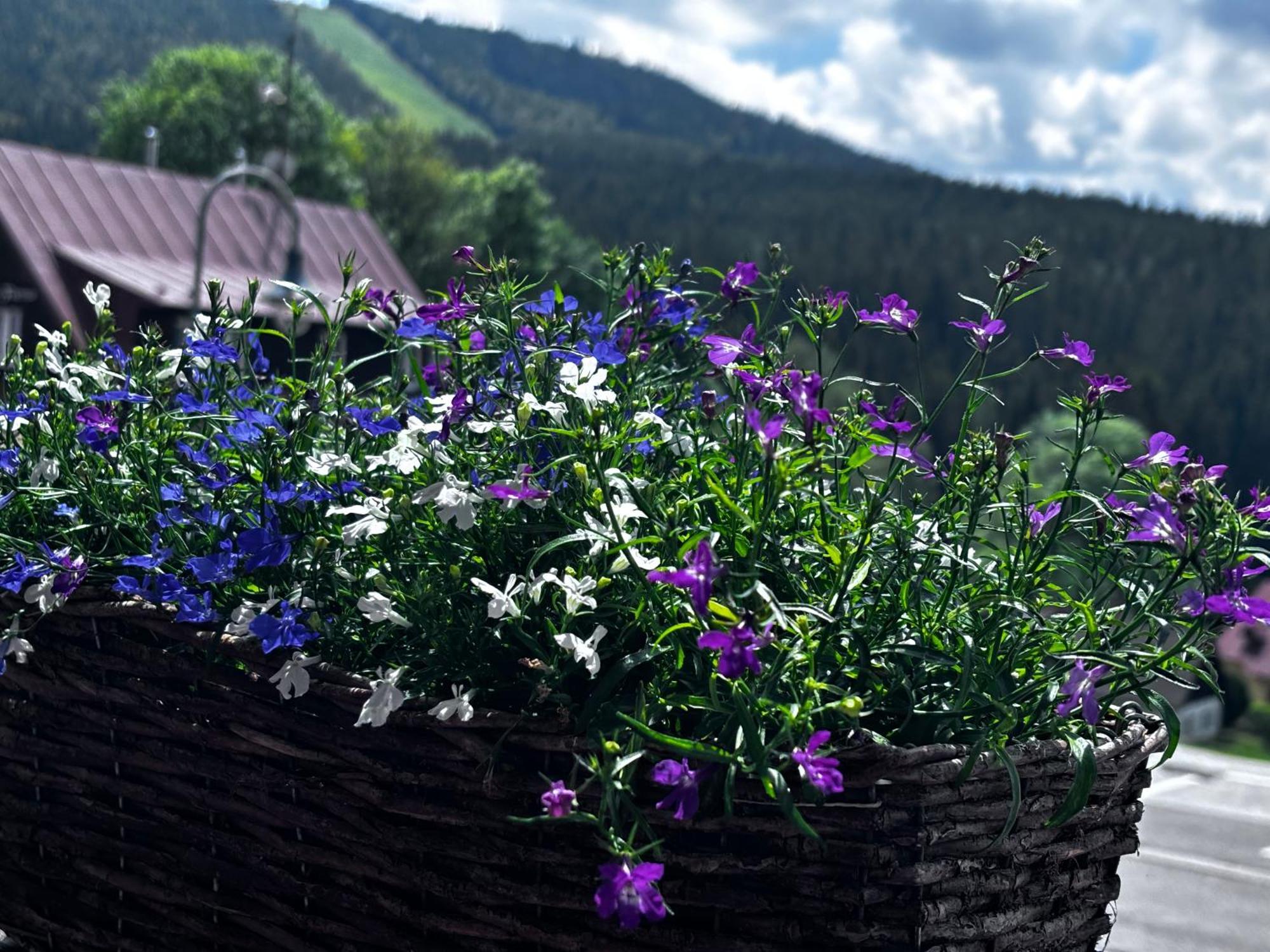 Penzion Verde Rosa Harrachov Dış mekan fotoğraf